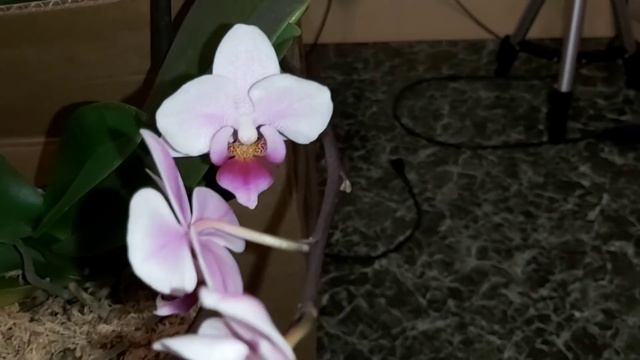 Как же я скучала, теперь они рядом, Все ОРХИДЕИ приехали, я Кричу от счастья и удовольствия смотреть онлайн