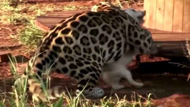 Агрессивный ягуар напал на собаку, но никто не ожидал того, что произошло через мгновенье смотреть онлайн