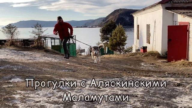 Интерактивный зоопарк в Листвянке смотреть онлайн