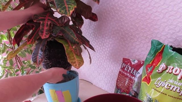 Моя коллекция кротонов. Пересадка. смотреть онлайн