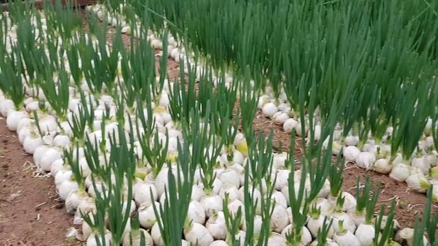 Зелёный лук уборка - уборка пера зеленого лука - срезка пера зеленого лука .