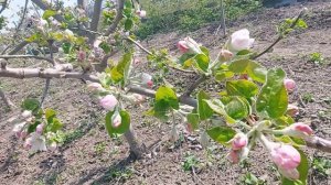 Обработка сада по розовому бутону.