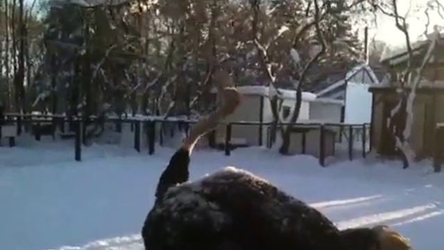 Страус в ресторане Карл и Фридрих смотреть онлайн