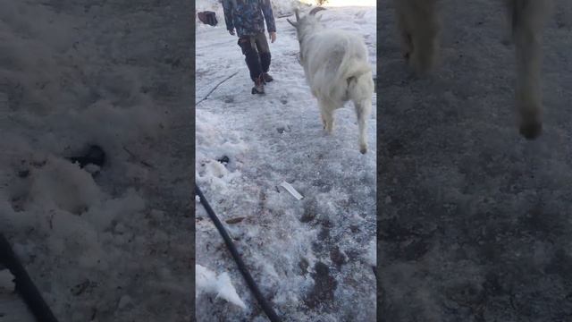 козел встречает хозяина смотреть онлайн