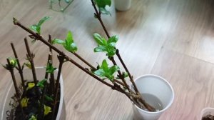 ФОРЗИЦИЯ. ЧЕРЕНКОВАНИЕ ЗЕЛЁНЫМИ ПОЧКАМИ (ЭКСПЕРИМЕНТ).