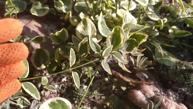 БАРВИНОК ПЁСТРОЛИСТНЫЙ (вариегатный) на АЛЬПИЙСКОЙ ГОРКЕ.Размножение барвинка. смотреть онлайн