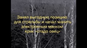 Охота на волка. Охота на волков с электронным манком.Попал в самое логово!!!