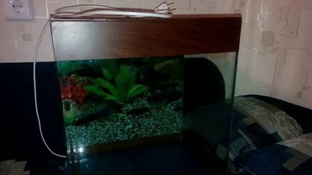Перегрев воды в аквариуме, как охладить воду? смотреть онлайн