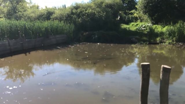 УБРАЛ КАМЫШ! что будет через год? смотреть онлайн