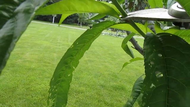 Персик. Что прореживаем и укорачиваем на ветках с плодами. смотреть онлайн