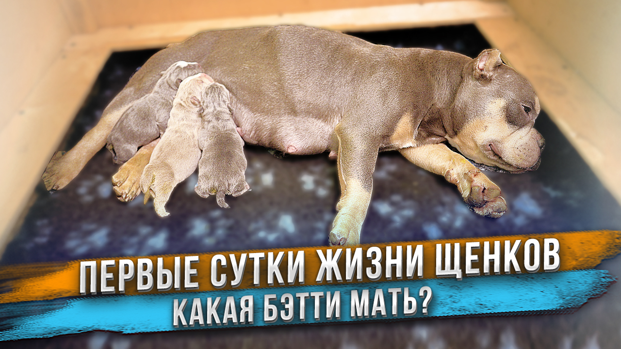 Первые 12 часов жизни щенков позади. Какая Бэтти мать? Мы решили продать Груню. смотреть онлайн