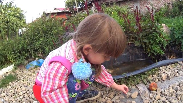 Халявная подкормка для свиней что бы Росла Масса,Жёлудь и каштан свиные орешки смотреть онлайн