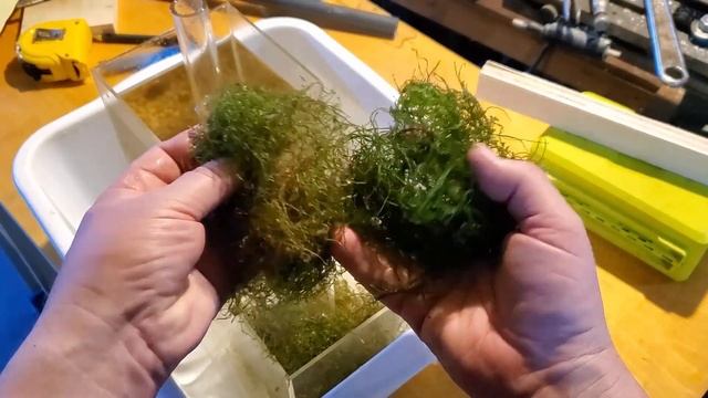 Java Moss Box Filter Update смотреть онлайн