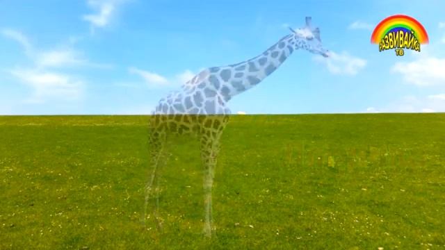 Хайвонхои вахши бо забони англиси Wild animals смотреть онлайн