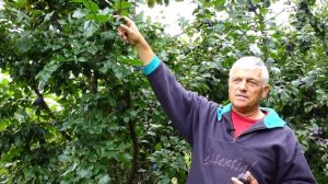 Слива "Венгерка белорусская". Плюсы и минусы сорта.