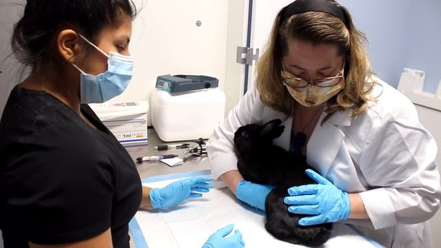 If Your Rabbit Does THIS, Call The Vet Immediately (And 11 Other Signs Your Rabbit Needs Help) смотреть онлайн