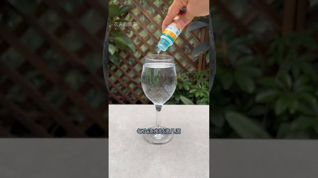 這就是開花神器，君子蘭養了幾年不開花，你就給它喂一種水#花卉綠植 #君子蘭 #愛生活愛養花 смотреть онлайн