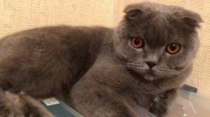 Как научиться общаться с КОТАМИ и понимать их?