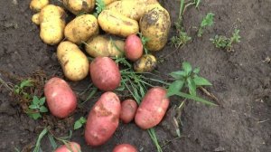 Видео обзор картофеля Импала, Жуковский ранний и Ред Скарлет