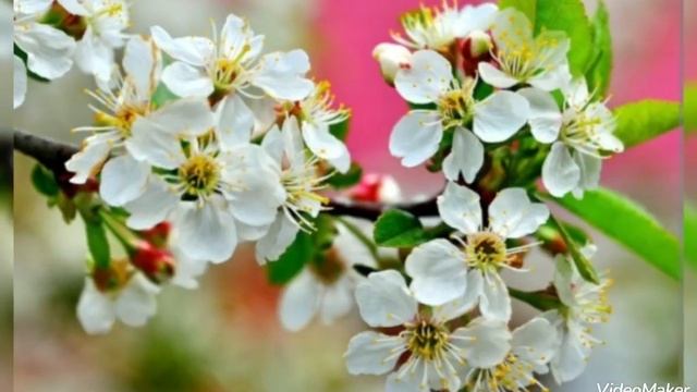 ...вишня белоснежная... гр.САДко... смотреть онлайн