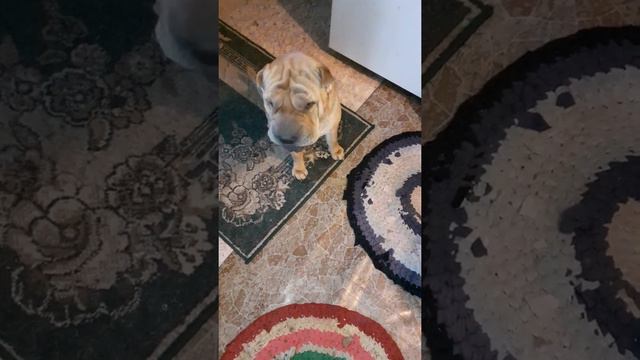 Шарпей путает носки с тапками после ночного дежурства. 3 июня 2020 г. смотреть онлайн