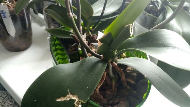 Причудливое цветение орхидеи мультифлоры. смотреть онлайн