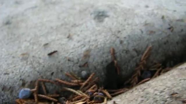 Tapinoma ants moving colony! смотреть онлайн