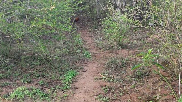 Sri Lankan junglefowl.වළි කුකුළා смотреть онлайн