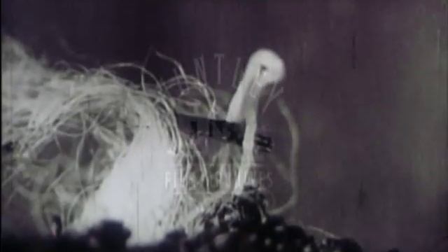 Seed Dispersal By Animals, 1940's - Film 7804