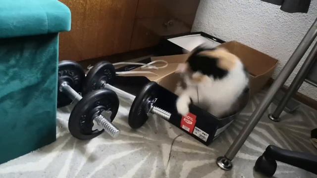 Бусинка очень активная кошка! смотреть онлайн