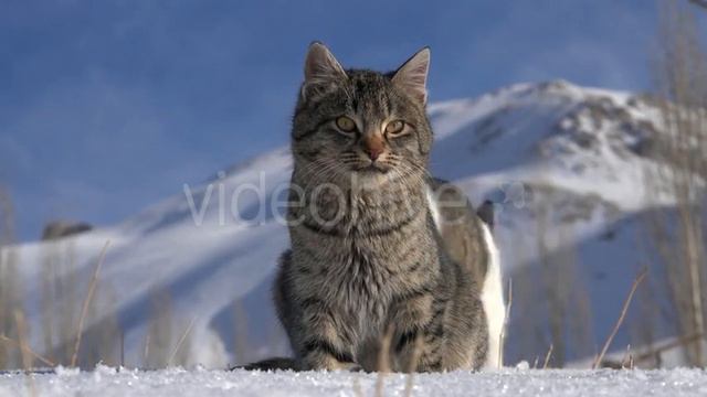 Кошка на снегу зимой смотреть онлайн