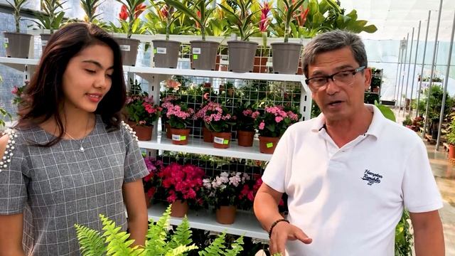 Делаем пересадку нефролепис Грин леди и отвечаем на вопрос подписчиков. Приятного просмотра ☺️ смотреть онлайн