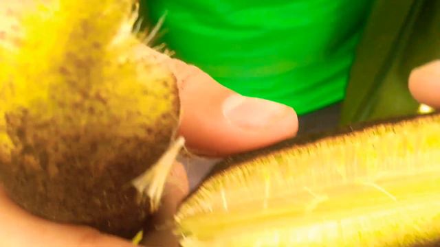 АСМР КАМЫШОМ + ЗВУКИ ПРИРОДЫ смотреть онлайн