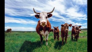 К чему снится БЫК. Сонник БЫК во сне. Значение сна про БЫКА.