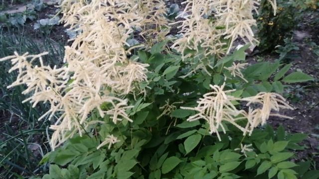 НОВЫЙ КУСТАРНИК НА МОЁМ УЧАСТКЕ.ТАКОЙ ЦВЕТУЩИЙ КУСТ УКРАСИТ ЛЮБОЙ УГОЛОК ВАШЕГО САДА. смотреть онлайн