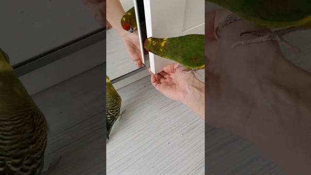 Волнистый попугай Кеша и Какарик Киви ,пытаются пролезть в шкаф смотреть онлайн