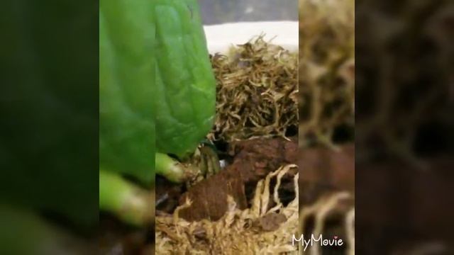 Видео #2. Prosthechea Radiata смотреть онлайн