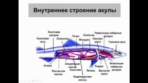 Биология. Раздел Зоология. Хрящевые рыбы. Людмила Ивановна. Profi-Teacher.ru