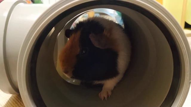 Морская свинка: купили ей трубу смотреть онлайн