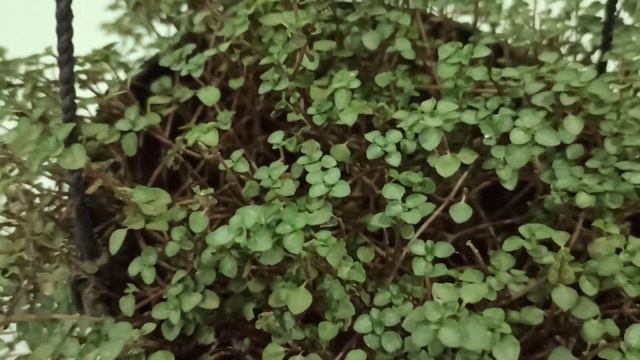 Pilea Glauca/ Silver Sparkle/ Grey Baby Tears/ Artillery Plant