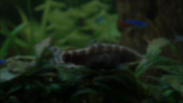 Мраморная боция / Botia almorhae смотреть онлайн