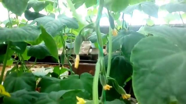 Огурцы - необычный способ выращивания - ПРИСПУСКАНИЕ часть 2 смотреть онлайн