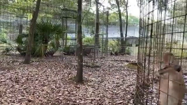 Wednesday Morning Walkabout at Big Cat Rescue with Brittany and the Big Cats 03 31 2021 смотреть онлайн