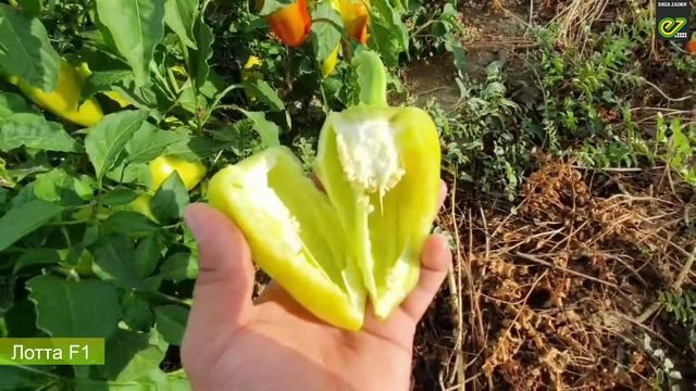 Лотта F1 - ранний гибрид перца для пленочных теплиц и открытого грунта смотреть онлайн