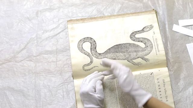 Из чего сделаны драконы или фейк XVI века. Редкая книга смотреть онлайн