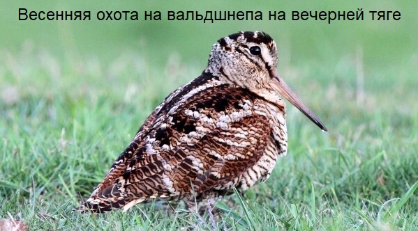 Весенняя охота на вальдшнепа 2023 смотреть онлайн