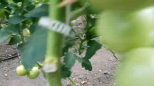 ПИНК ГАРАНТ!!! ПЕРВЫЙ ПАРТЕНОКАРПИЧЕСКИЙ ТОМАТ В МИРЕ ОТ КОМПАНИИ САКАТА!!!