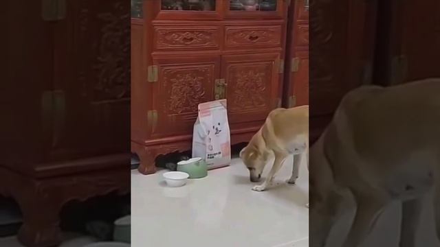 Котейка мастер💪 смотреть онлайн