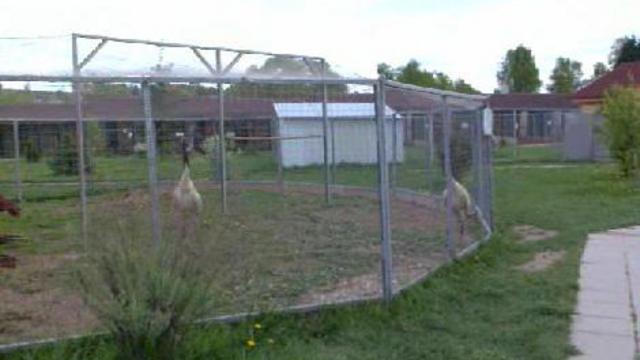 Журавли смотреть онлайн