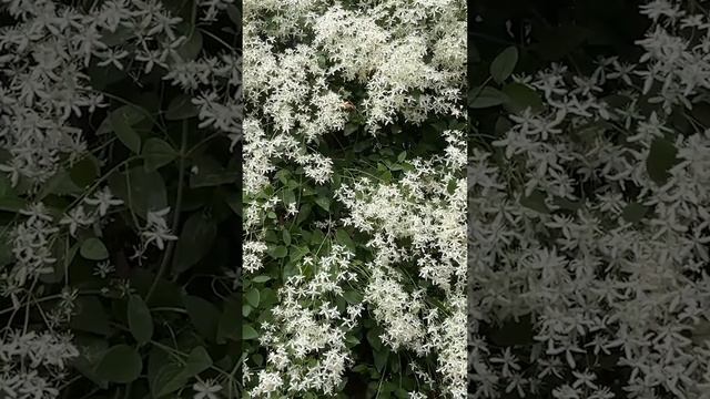 КЛЕМАТИС ЖГУЧИЙ смотреть онлайн